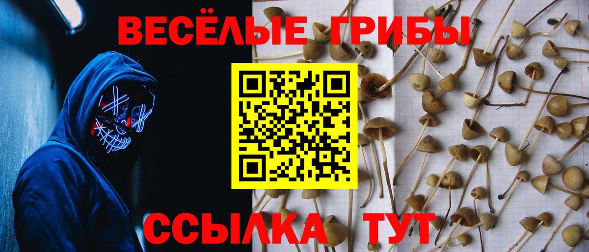 Галлюциногенные грибы Psilocybe Аша